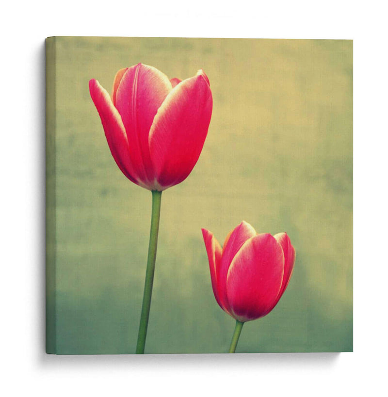 Tulipán En Fucsia Ii - Lillian Bell | Cuadro decorativo de Canvas Lab