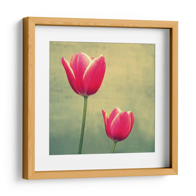 Tulipán En Fucsia Ii - Lillian Bell | Cuadro decorativo de Canvas Lab