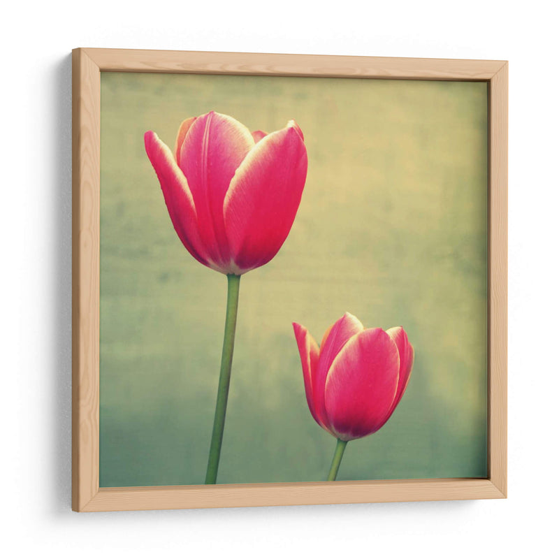 Tulipán En Fucsia Ii - Lillian Bell | Cuadro decorativo de Canvas Lab