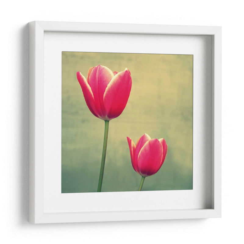 Tulipán En Fucsia Ii - Lillian Bell | Cuadro decorativo de Canvas Lab