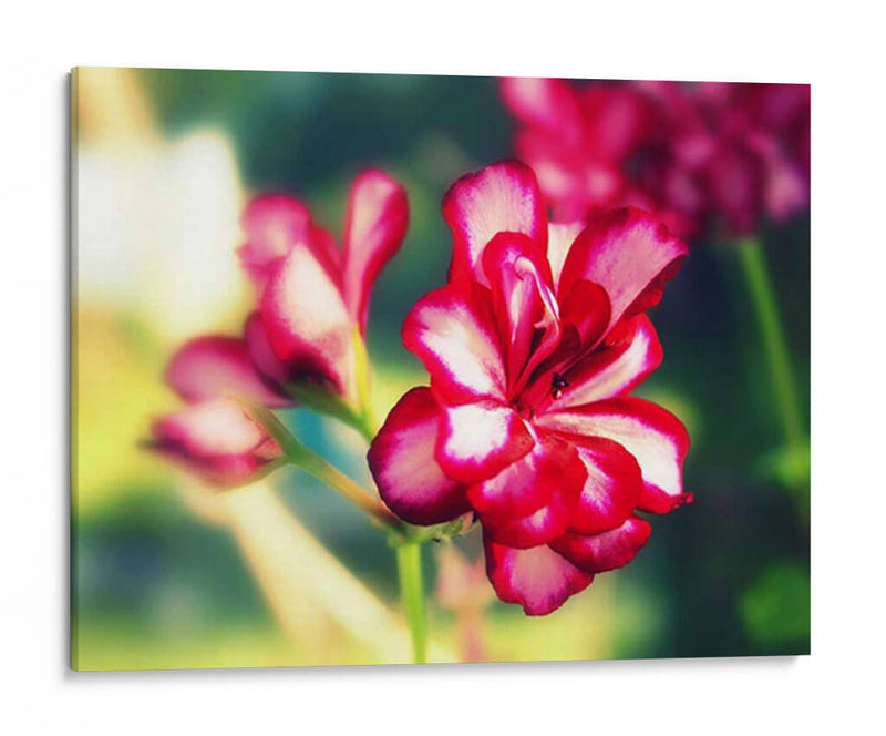 Flor Rosa I - Lillian Bell | Cuadro decorativo de Canvas Lab