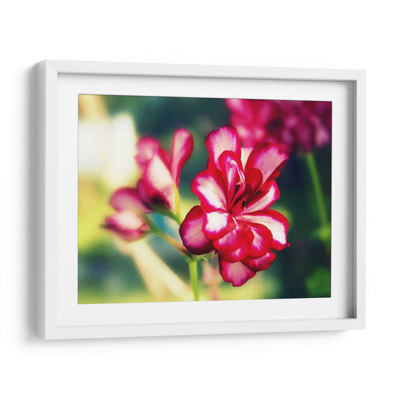 Flor Rosa I - Lillian Bell | Cuadro decorativo de Canvas Lab