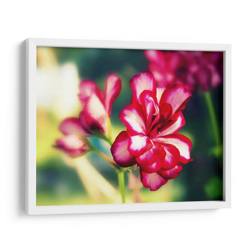 Flor Rosa I - Lillian Bell | Cuadro decorativo de Canvas Lab