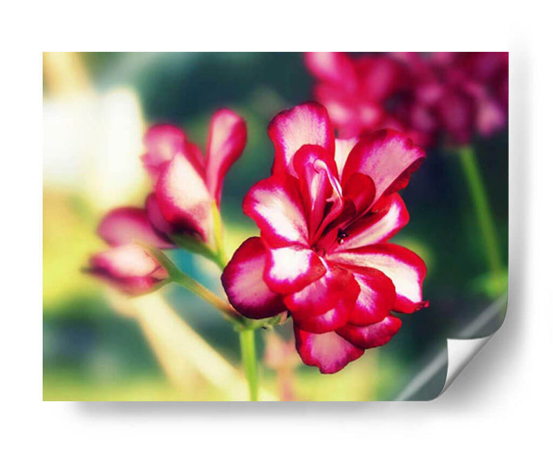 Flor Rosa I - Lillian Bell | Cuadro decorativo de Canvas Lab