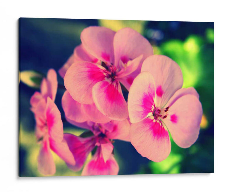 Blossom Rosa Ii - Lillian Bell | Cuadro decorativo de Canvas Lab