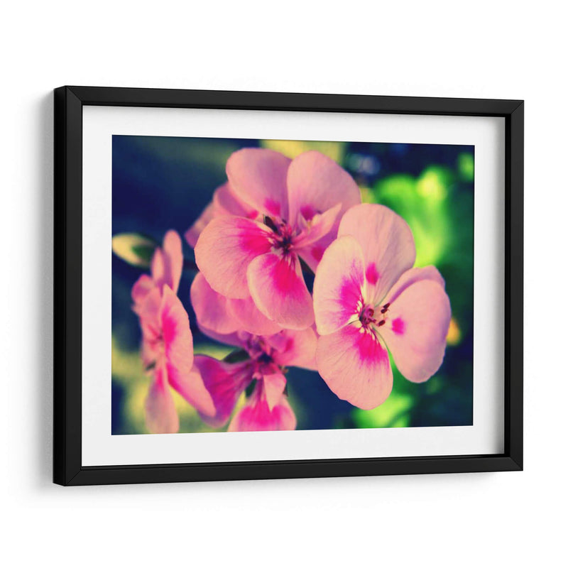 Blossom Rosa Ii - Lillian Bell | Cuadro decorativo de Canvas Lab