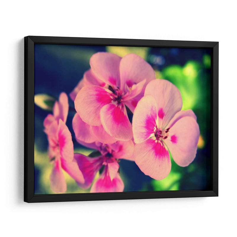 Blossom Rosa Ii - Lillian Bell | Cuadro decorativo de Canvas Lab