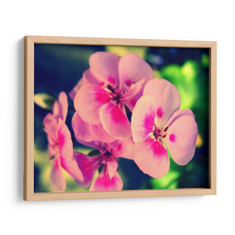 Blossom Rosa Ii - Lillian Bell | Cuadro decorativo de Canvas Lab