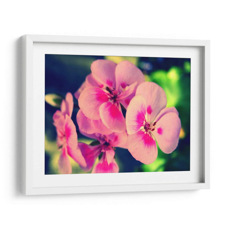 Blossom Rosa Ii - Lillian Bell | Cuadro decorativo de Canvas Lab