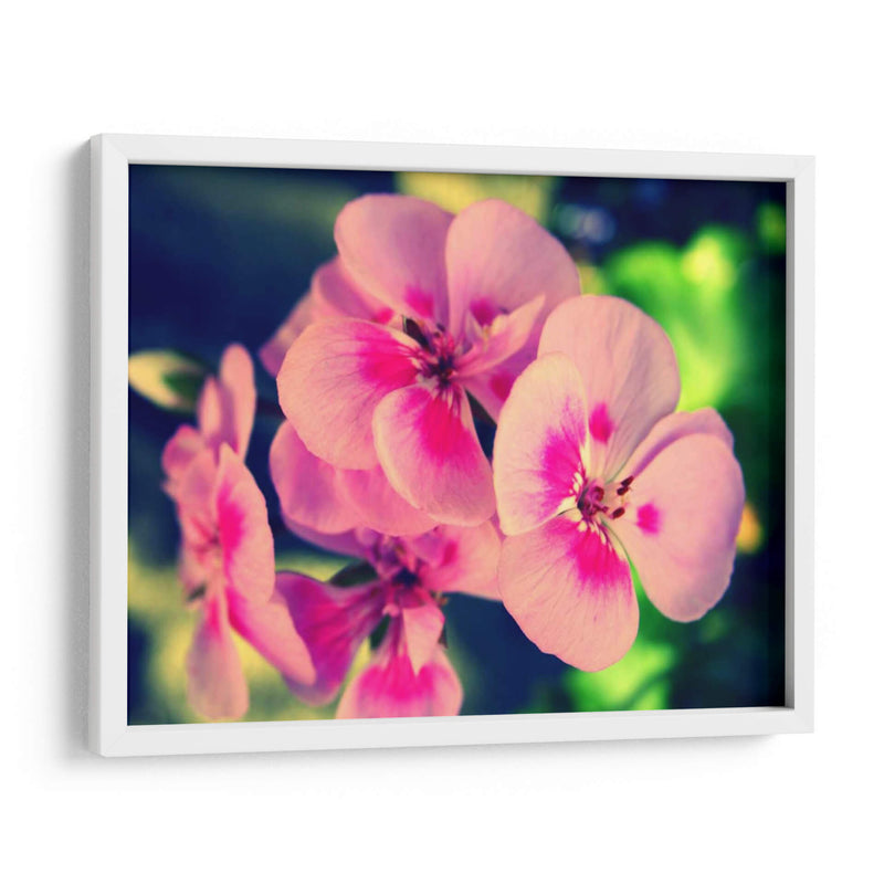 Blossom Rosa Ii - Lillian Bell | Cuadro decorativo de Canvas Lab