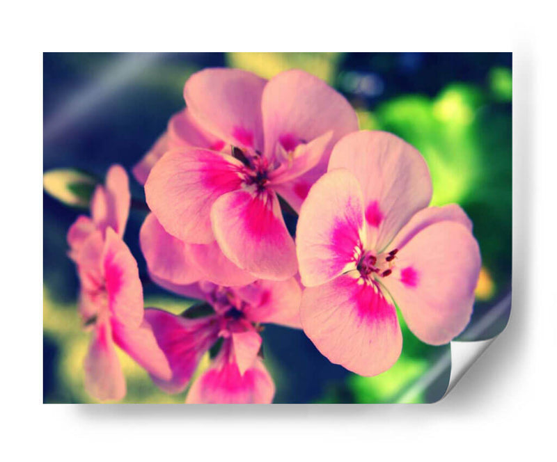 Blossom Rosa Ii - Lillian Bell | Cuadro decorativo de Canvas Lab