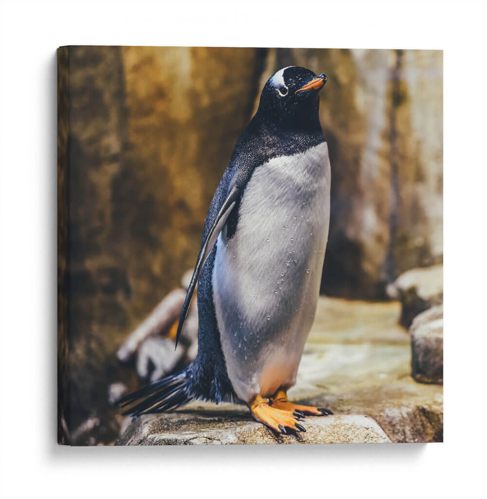 Pingüino atento | Cuadro decorativo de Canvas Lab