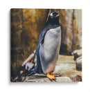 Pingüino atento | Cuadro decorativo de Canvas Lab