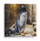 Pingüino atento | Cuadro decorativo de Canvas Lab