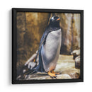 Pingüino atento | Cuadro decorativo de Canvas Lab