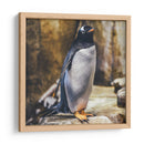 Pingüino atento | Cuadro decorativo de Canvas Lab
