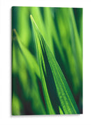 Green tip | Cuadro decorativo de Canvas Lab