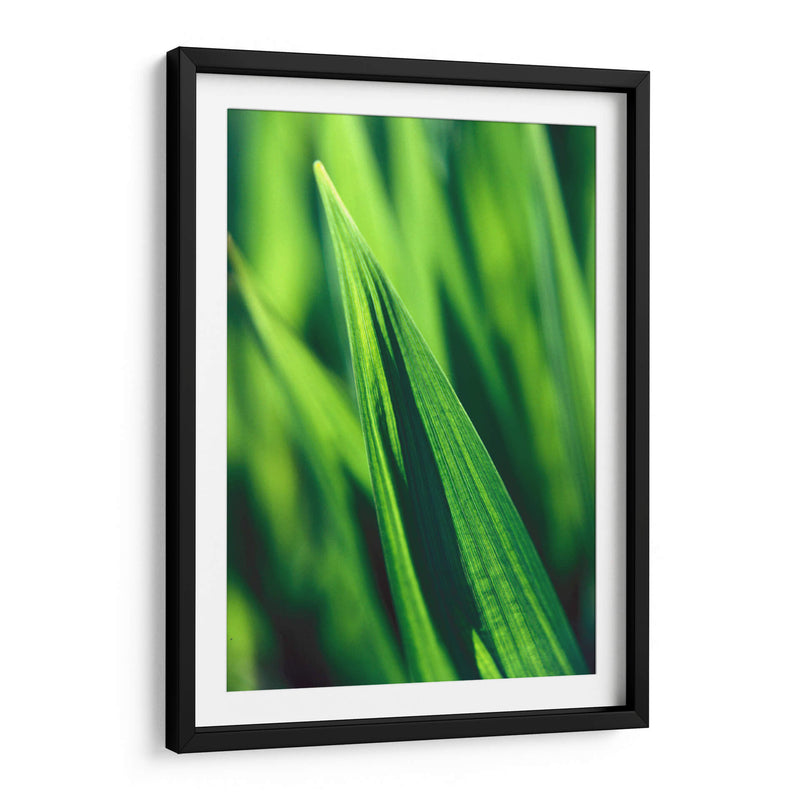 Green tip | Cuadro decorativo de Canvas Lab