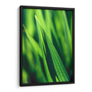 Green tip | Cuadro decorativo de Canvas Lab