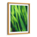 Green tip | Cuadro decorativo de Canvas Lab