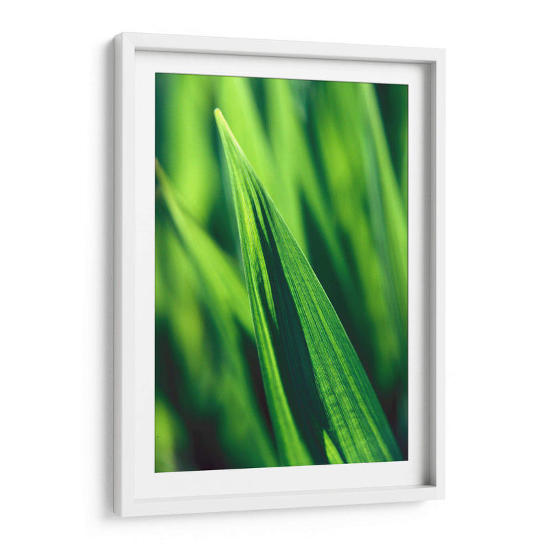 Green tip | Cuadro decorativo de Canvas Lab