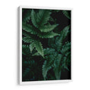 Helecho creciente | Cuadro decorativo de Canvas Lab