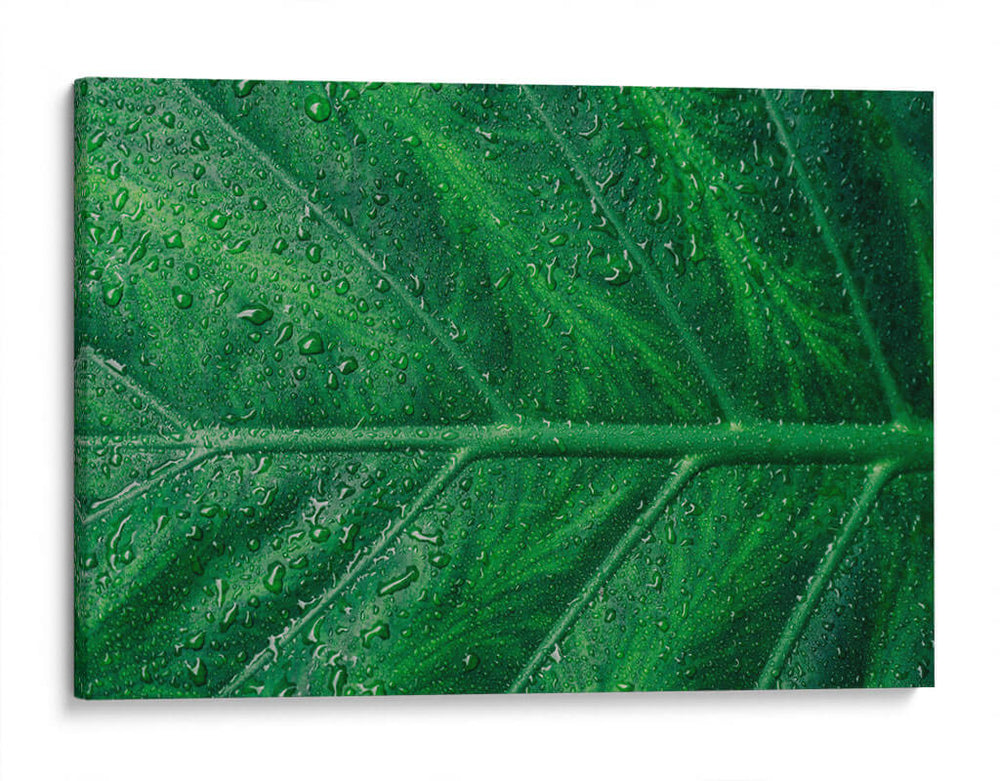 Hoja húmeda | Cuadro decorativo de Canvas Lab