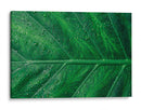 Hoja húmeda | Cuadro decorativo de Canvas Lab