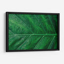 Hoja húmeda | Cuadro decorativo de Canvas Lab
