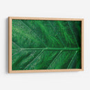 Hoja húmeda | Cuadro decorativo de Canvas Lab