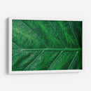 Hoja húmeda | Cuadro decorativo de Canvas Lab