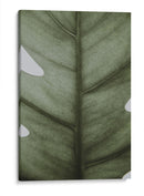 Hoja opaca | Cuadro decorativo de Canvas Lab