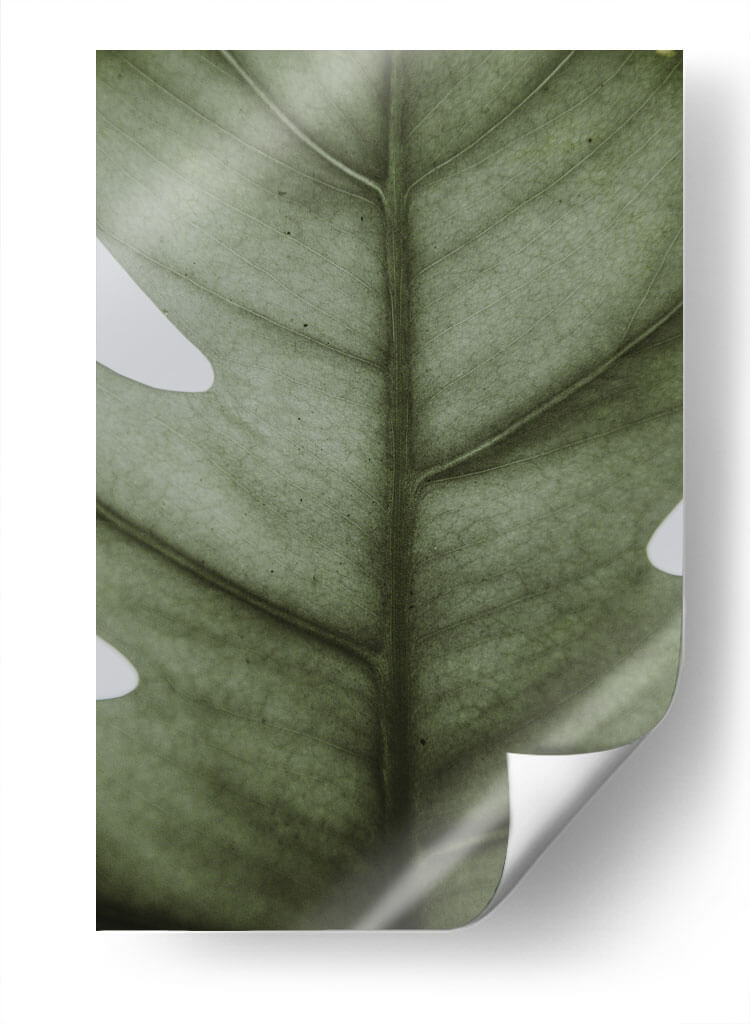 Hoja opaca | Cuadro decorativo de Canvas Lab