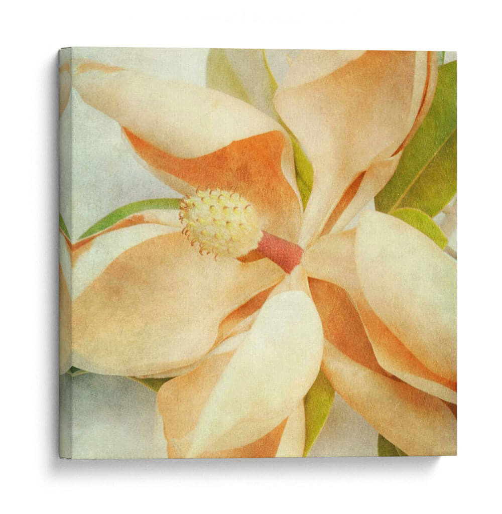 Magnolia Vintage I - Honey Malek | Cuadro decorativo de Canvas Lab