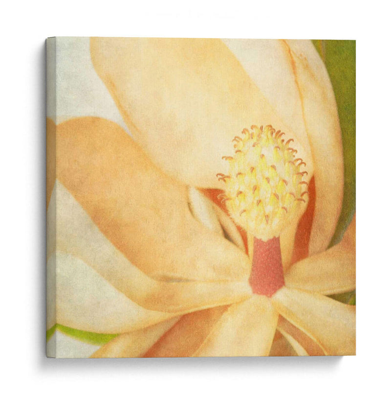 Magnolia Vintage Ii - Honey Malek | Cuadro decorativo de Canvas Lab