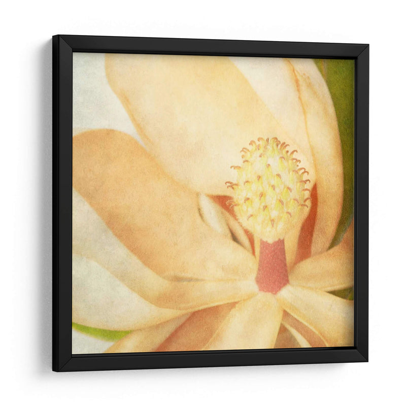 Magnolia Vintage Ii - Honey Malek | Cuadro decorativo de Canvas Lab