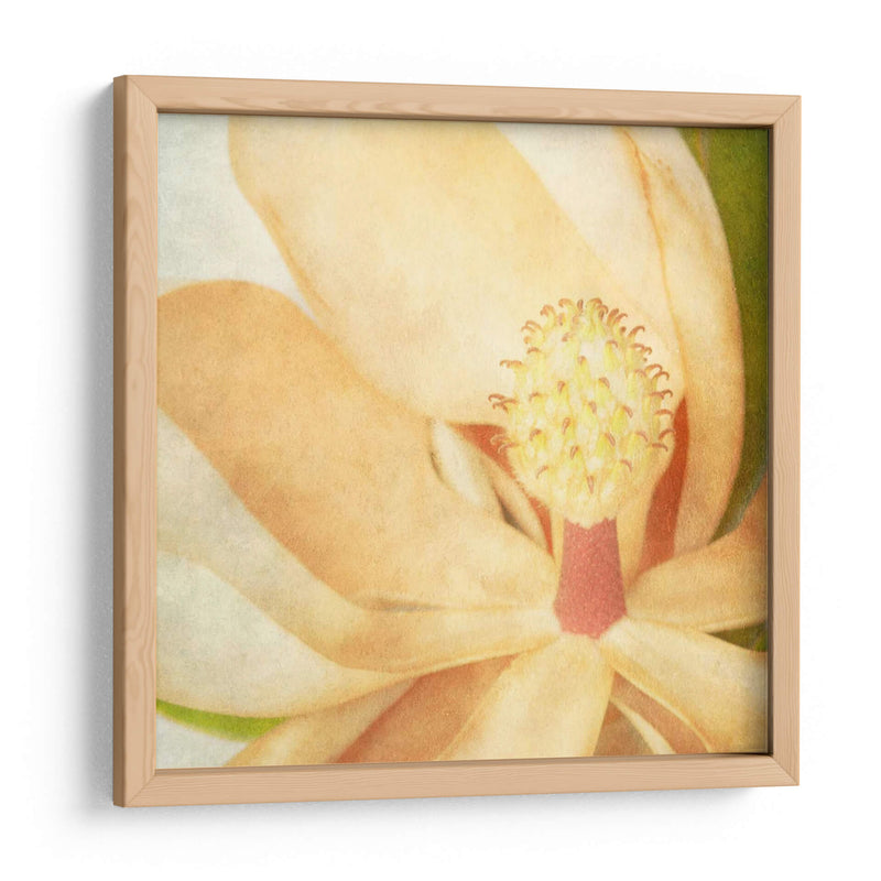 Magnolia Vintage Ii - Honey Malek | Cuadro decorativo de Canvas Lab