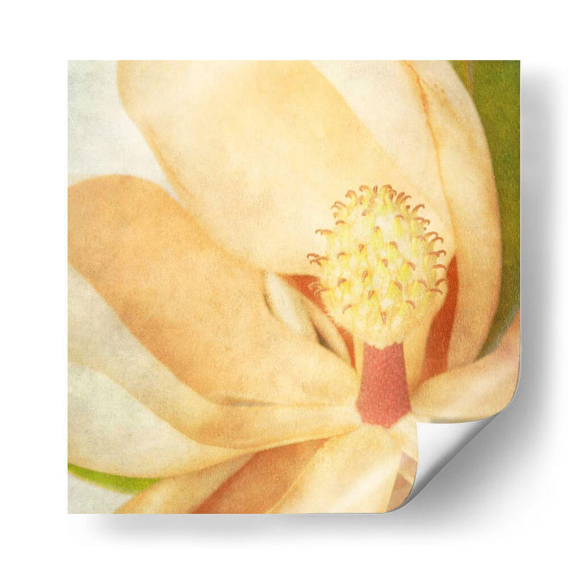 Magnolia Vintage Ii - Honey Malek | Cuadro decorativo de Canvas Lab