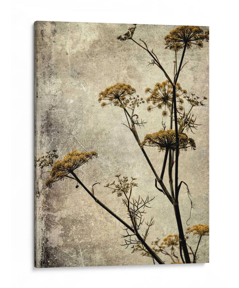 Big Sur Yarrow I - Honey Malek | Cuadro decorativo de Canvas Lab