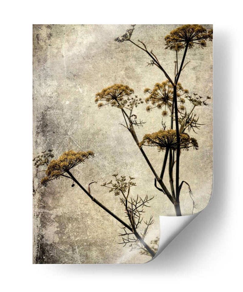 Big Sur Yarrow I - Honey Malek | Cuadro decorativo de Canvas Lab