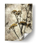 Big Sur Yarrow Ii - Honey Malek | Cuadro decorativo de Canvas Lab