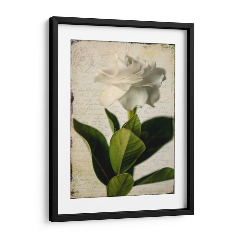 Gardenia Grunge I - Honey Malek | Cuadro decorativo de Canvas Lab