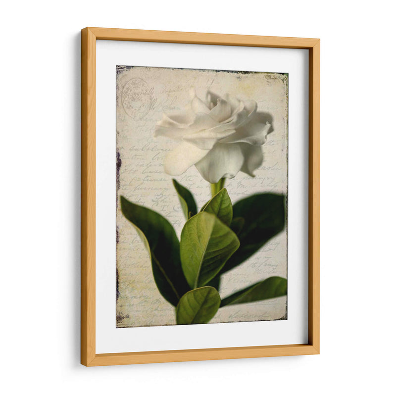 Gardenia Grunge I - Honey Malek | Cuadro decorativo de Canvas Lab