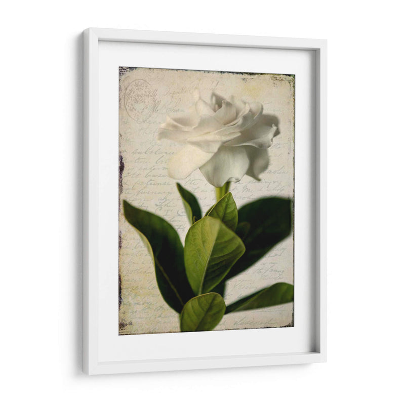 Gardenia Grunge I - Honey Malek | Cuadro decorativo de Canvas Lab