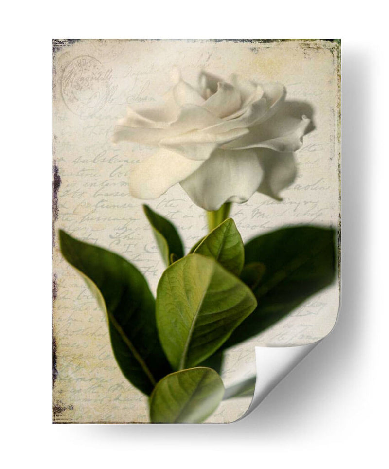 Gardenia Grunge I - Honey Malek | Cuadro decorativo de Canvas Lab