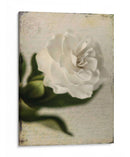 Gardenia Grunge Ii - Honey Malek | Cuadro decorativo de Canvas Lab
