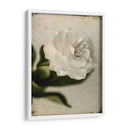 Gardenia Grunge Ii - Honey Malek | Cuadro decorativo de Canvas Lab