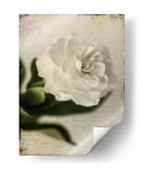 Gardenia Grunge Ii - Honey Malek | Cuadro decorativo de Canvas Lab