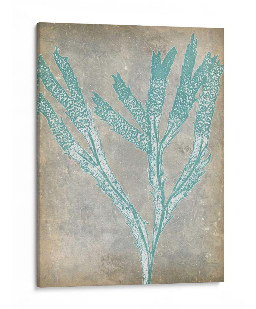 Spa Seaweed Ii - Jennifer Goldberger | Cuadro decorativo de Canvas Lab