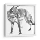 Snapshot Fox Fox - Naomi McCavitt | Cuadro decorativo de Canvas Lab